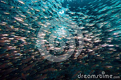 Sunken ship residents