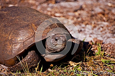 Sunning Tortoise