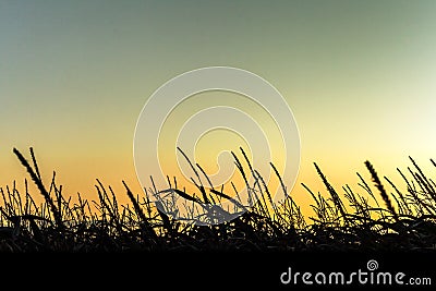 Sunrise above corn fields