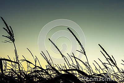 Sunrise above corn fields