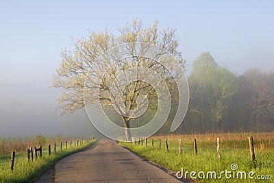 Sunrise on Foggy country road