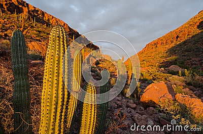 Sunrise over cactus in the mexican desert