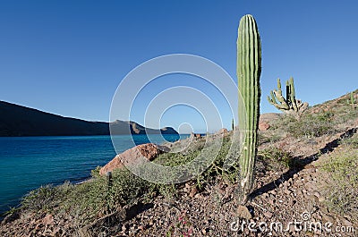 Sunrise over cactus in the mexican desert