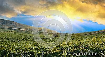 Sunrise over a grape field