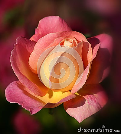 Sunrise Rose