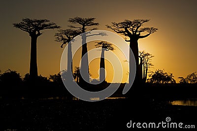 Sunset and baobabs trees