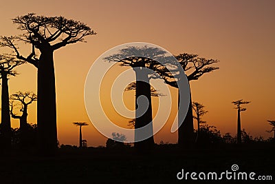 Sunset and baobabs trees
