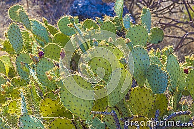 Sunset with beautiful green cacti in landscape