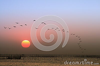 Sunset, birds flying