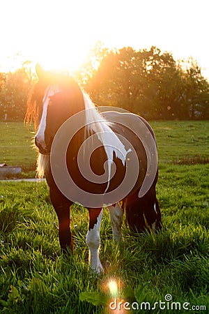 Sunset horse