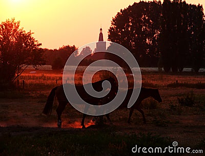 Sunset horses