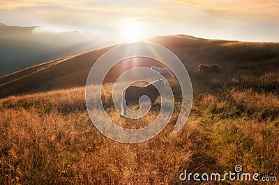 Sunset in mountains nature background. Horses silhouette at haze