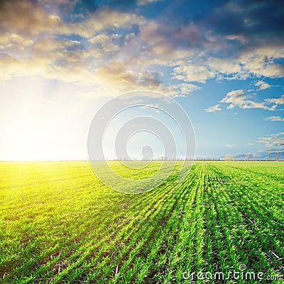 Sunset over green field