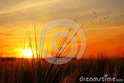 Sunset over oats field
