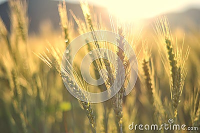 Sunset over wheat field