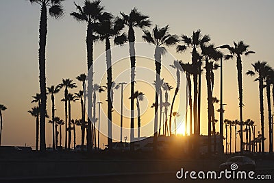 Sunset, palm tree, beach, coconut,