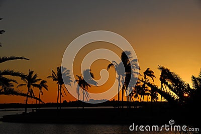 Sunset and palm trees.