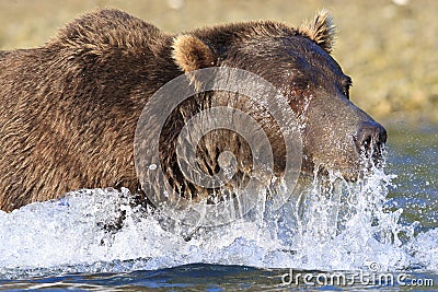 Super close-up of brown bear s face