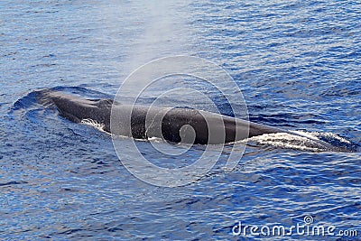 A surfacing Fin Whale ( Balaenoptera physalus)