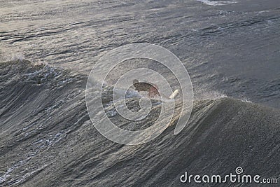 Surfer Rides Huge Wave Off Hurricane Sandy