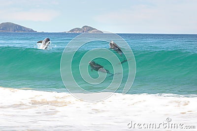 Surfing dolphins