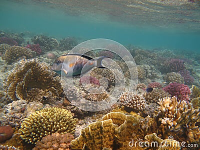 Surgeon fish and coral of Red sea