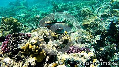 Surgeon fish on a coral reef