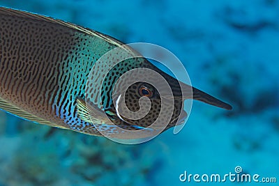 Surgeon fish (Naso brevirostris) - Red Sea