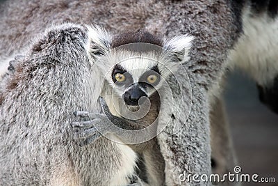 Surprised Baby Lemur
