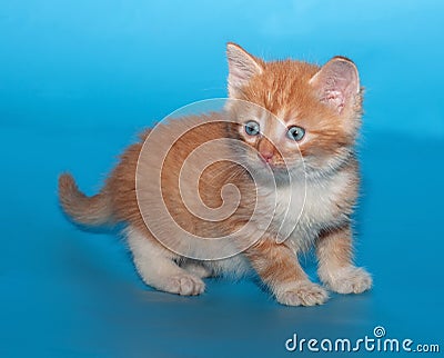Surprised fluffy ginger kitten on blue