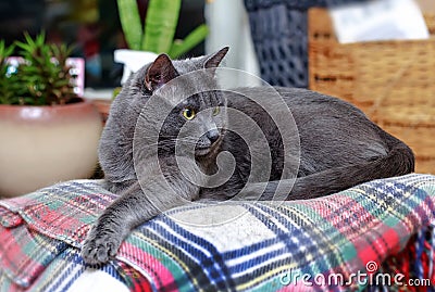 Surprised grey cat on checkered plaid