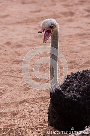 Surprised ostrich