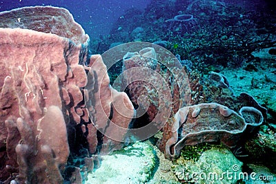The surprising world of corals of Andaman sea 39