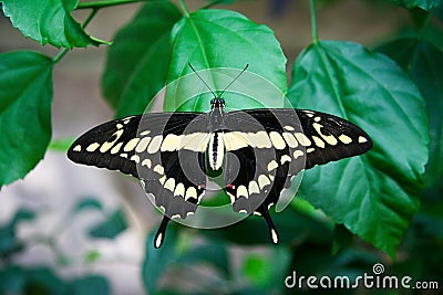 Swallowtail butterfly