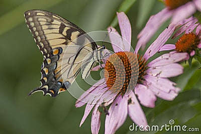 Swallowtail Butterfly Feeding on Cone Flower