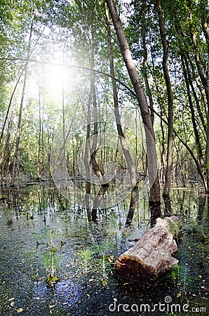 Swamp