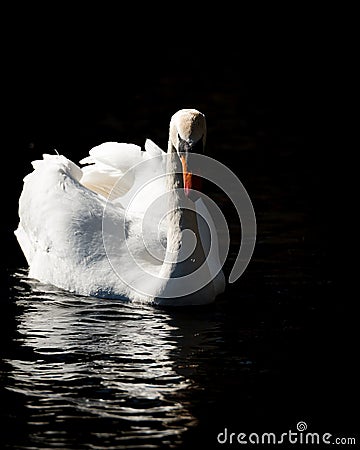 Swan On Dark Water