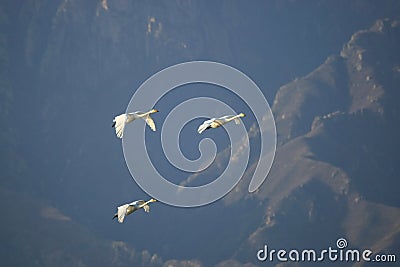 Swan family fly over mountain