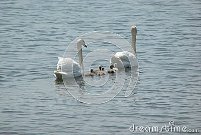 Swan family in the lake