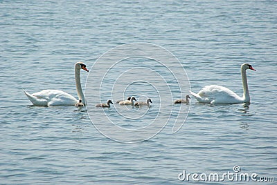 Swan family in the lake