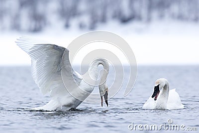 Swan mating dance