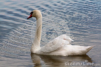 Swan swimming in the lake