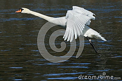Swan trying to fly