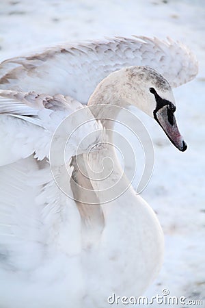 Swan with white feathers