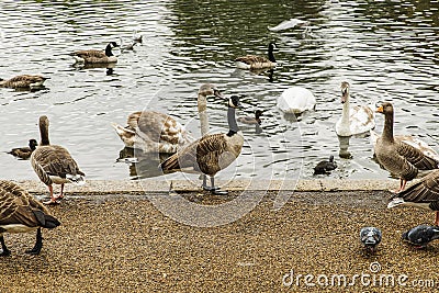 Swans, ducks and geese in Hyde Park