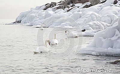 Swans swimming in winter lake with ice