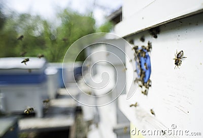 Swarm of bees fly to beehive