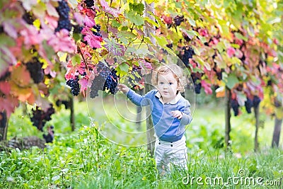 Sweet baby girl playing in autumn vine yard