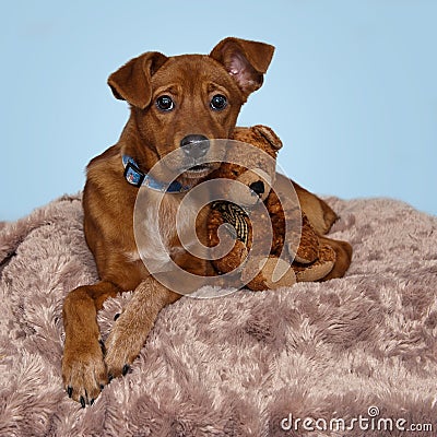 Sweet brown puppy snuggling with teddy bear on furry rug.