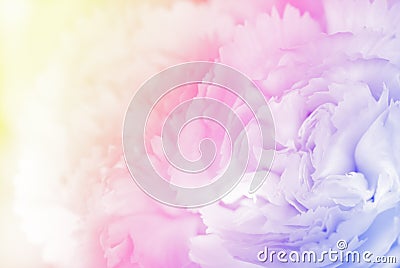 Sweet color carnation in soft and blur style background